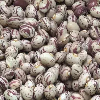 لوبیا چیتی بذری درجه یک رقم تلاش