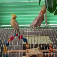 عروس هلندی جنسیت نر و ماده