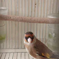 سهره دورگ زاغ
