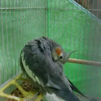 عروس ماده