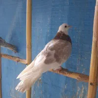 کبوتر پرشی