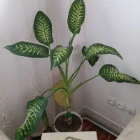 گل طبیعی دیفن باخیا