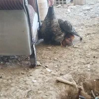 بوقلمون