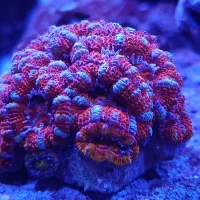 مرجان خاص ایکن رینبو آب شور