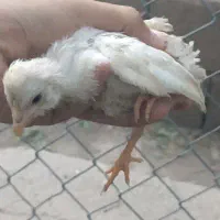 ۴ تا جوجه