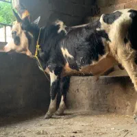 گاونر گوساله  ورزاکوله گاو
