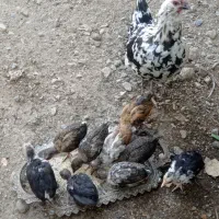 مرغ گلین سوزونی