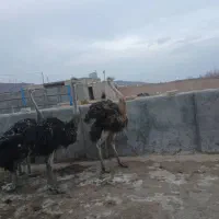 ۴ قطعه شتر مرغ پروار