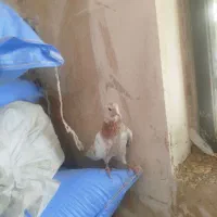 کفتر پرشی شازده سرخ
