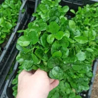 سبزه ۱۴۰۵ نارنج