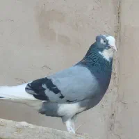 کفتر پرشی