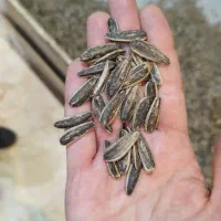 نمکی ، باربیکیو ، سس رنچ ،آفتابگران