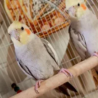 عروس هلندی