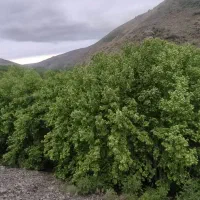 باغ ویلا ییلاقی