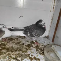 جوجه|پرنده|آران و بیدگل, |دیوار