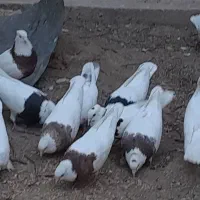 یه بوم کبوتر