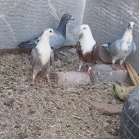 پنج عدد کفتر جوانه سربیشه