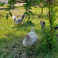 جوجه های نژاد گلین لری