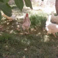 خروس طوسی