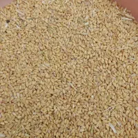 گندم|خوردنی و آشامیدنی|اسفراین, |دیوار