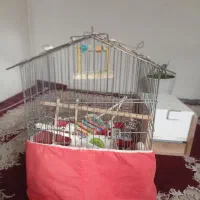 یک عدد قفس بزرگ با وسایل برای عروس هلندی مرغ مینا.