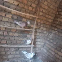 کبوتر
