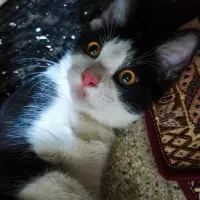واگذاری گربه تاکسیدو نروماده باهم
