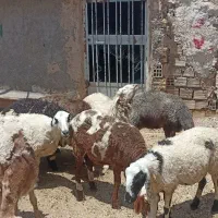 میش و بره نر