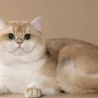 شهر گربه بریتیش همه رنگ/ شهرک غرب