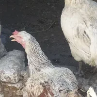 پنج عدد مرغ و دوتا مرغ میکس محلی هراتی
