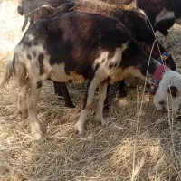 فروش میش پلنگی