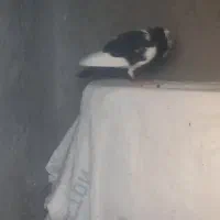 پرنده