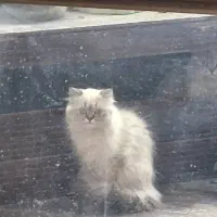 گربه