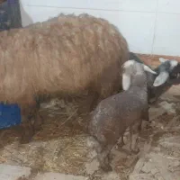 کوسفند در شادگان الفلاحیه