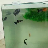 ماهی گوپی کوپی مولی دم عقربی و بالن