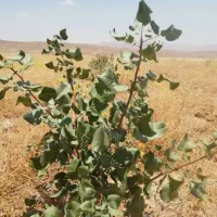 زمین کشاورزی