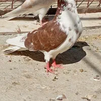کفتر