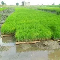 تیم سبدی نشا