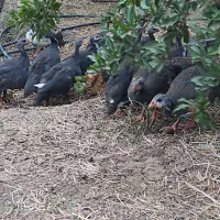 مرغ شاخدار و اردک