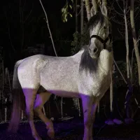 اسب کرد خونی سر دم گیر