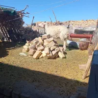 یک عددبره نربایک عددمیش