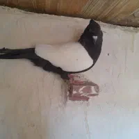 کفتر سینه دار