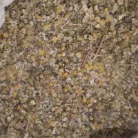 بابونه