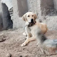 واگذاری سگ ماده