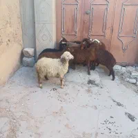 ۸راس گوسفند مهربان باب داشت ماده