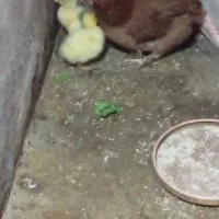 ۲ جوجه قوغاز و ۷ تخم قوغاز نطفه دار