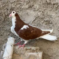کفتر یا کبوتر خوش رنگ چپ، سرخ