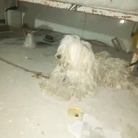 فروش سگ پشمالو نر سالم