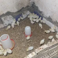 جوجه گوشتی