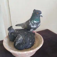 کبوترپرشی خانی اباد